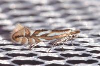 Phyllonorycter blancardella