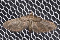 Gymnoscelis rufifasciata