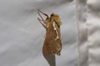 Korscheltellus lupulinus