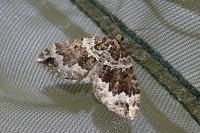 Lampropteryx suffumata