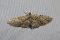 Eupithecia abbreviata