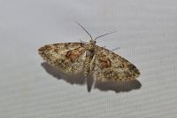 Eupithecia cocciferata
