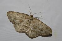 Ectropis crepuscularia