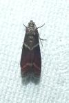 Cryptoblabes bistriga
