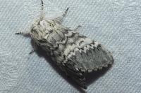 Drymonia ruficornis