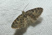 Eupithecia dodoneata