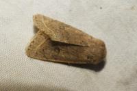 Orthosia cerasi