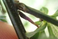 Coleophora calycotomella