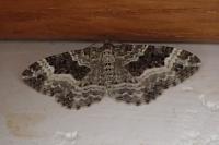Epirrhoe alternata