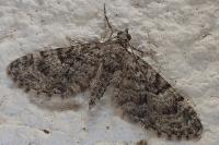 Eupithecia dodoneata