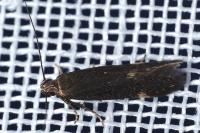 Oxypteryx immaculatella