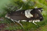 Grapholita compositella