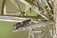 Grapholita internana