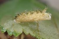 Coleophora serratella