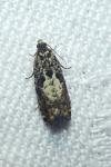 Pammene argyrana