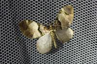 Anticlea derivata