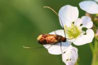 Cauchas rufimitrella