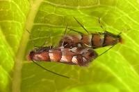 Phyllonorycter klemannella