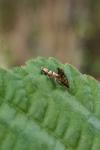 Phyllonorycter klemannella