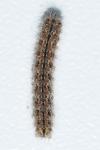 Eilema caniola