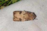 Agrotis puta