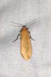 Wittia sororcula