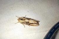 Egira conspicillaris