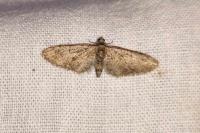 Eupithecia abbreviata