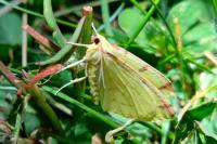 Opisthograptis luteolata