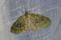 Acasis viretata