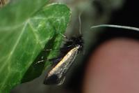 Adela reaumurella
