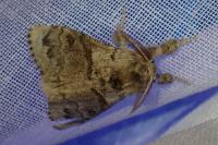 Calliteara pudibunda