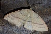 Cyclophora linearia
