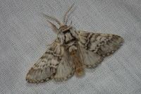 Drymonia ruficornis