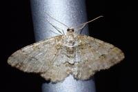 Ectropis crepuscularia