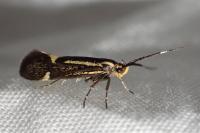 Esperia sulphurella