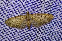 Eupithecia dodoneata