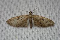 Eupithecia abbreviata
