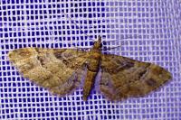 Gymnoscelis rufifasciata