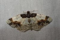 Ligdia adustata