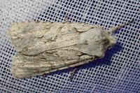 Lithophane ornitopus