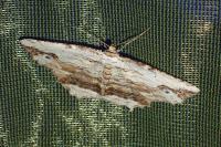 Menophra abruptaria