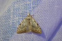 Nola confusalis