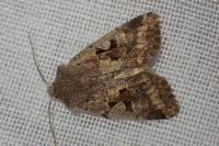 Orthosia gothica