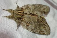 Peridea anceps