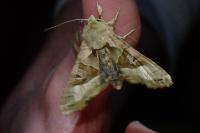 Phlogophora meticulosa