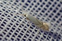 Phyllonorycter harrisella