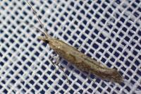 Plutella xylostella