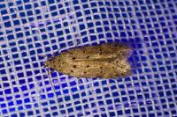 Pseudotelphusa paripunctella