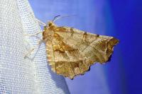 Selenia dentaria